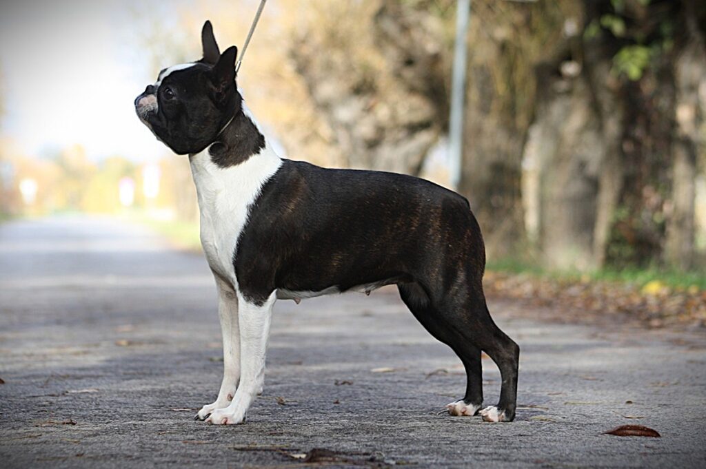 ILLlIng’s INDAGO GLORY