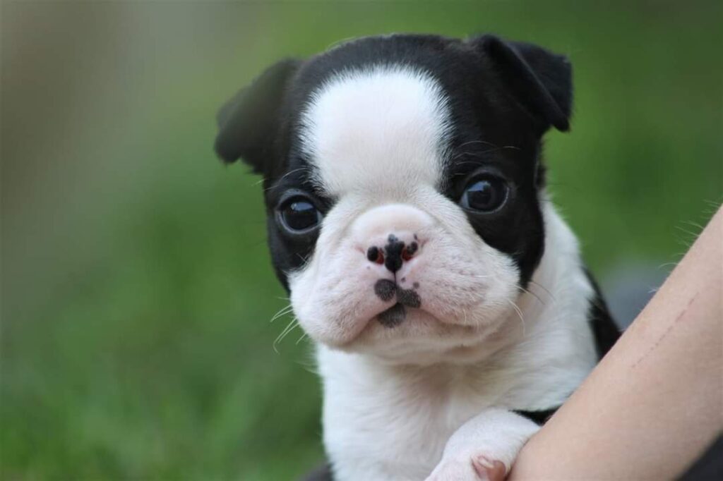Boston Terrier