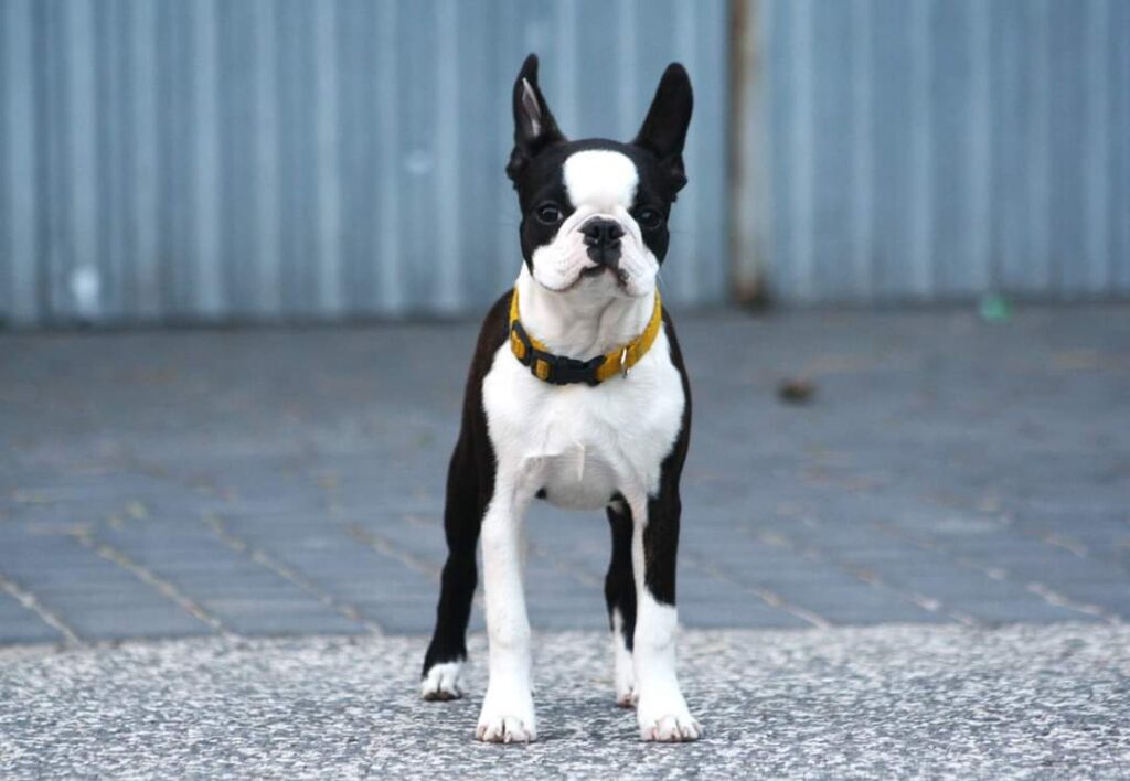 Boston Terrier