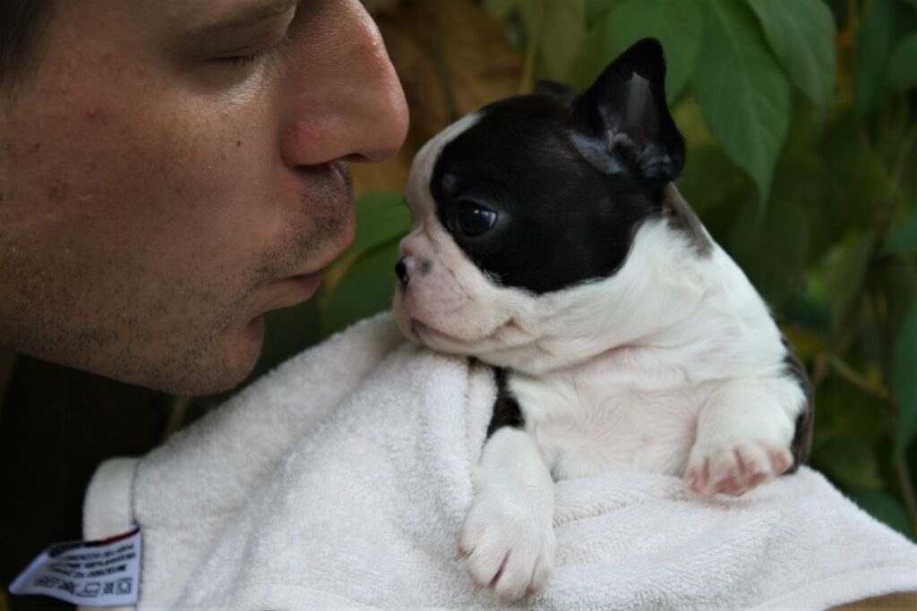 Boston Terrier