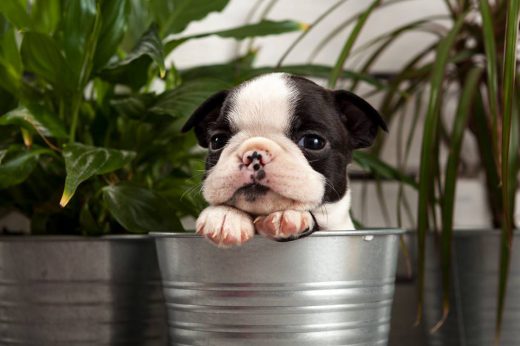 Boston Terrier – planowane mioty