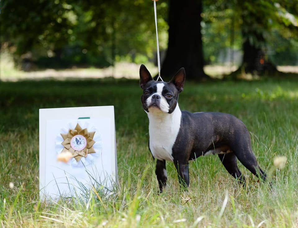 27.06.2021 - National Dog Show in Wrocław