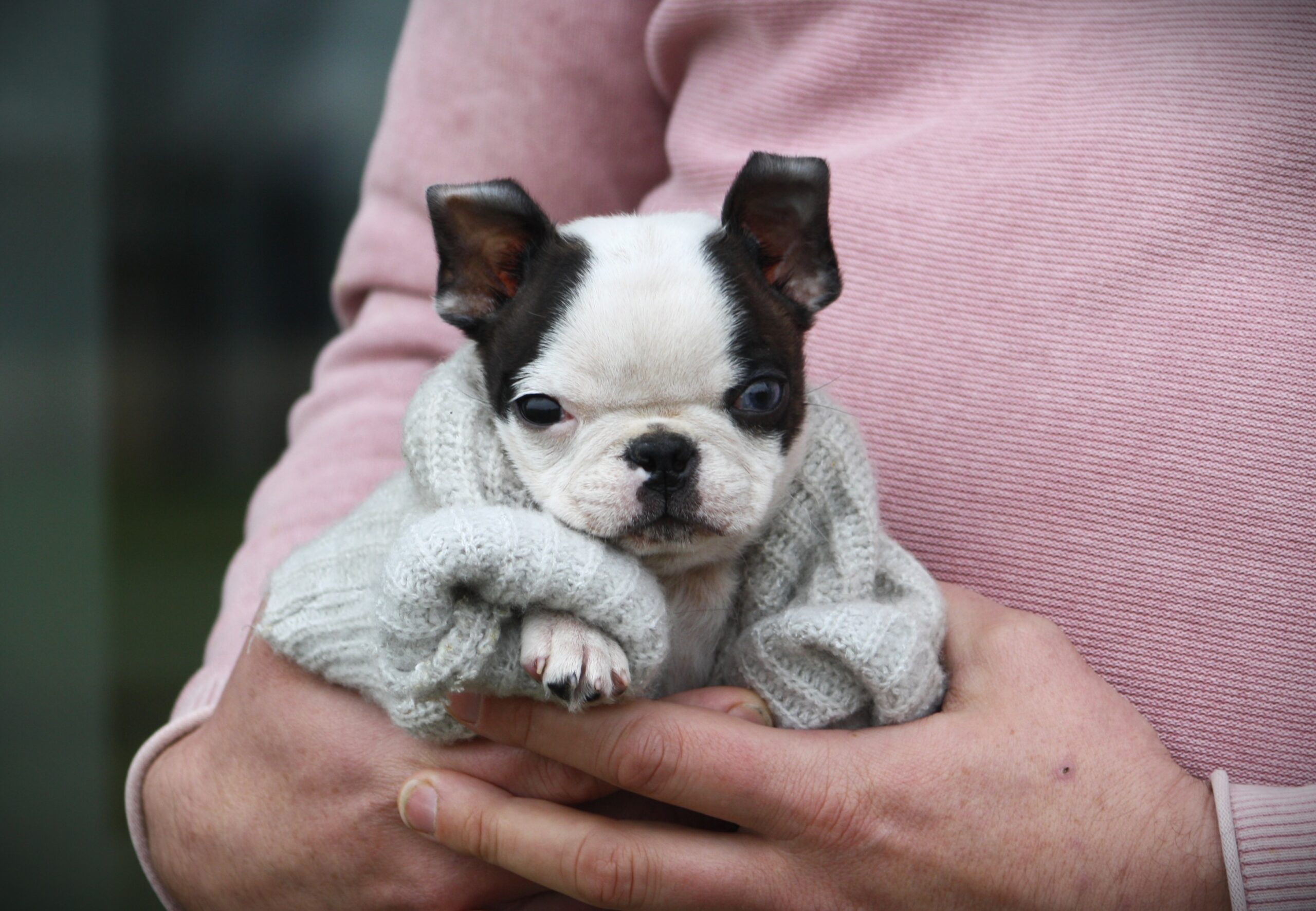 Uroczy Boston Terrier - szuka kochającego domu   